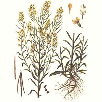 Желтушник серый – Erysimum diffusum Ehrh (E. Canescens Roth)