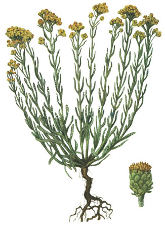 Бессмертник песчаный - Helichrysum arenarium L.