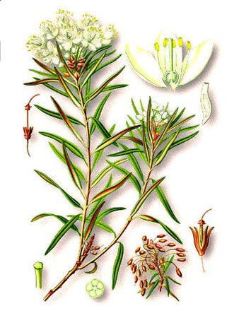 Багульник болотный - Ledum palustre L.
