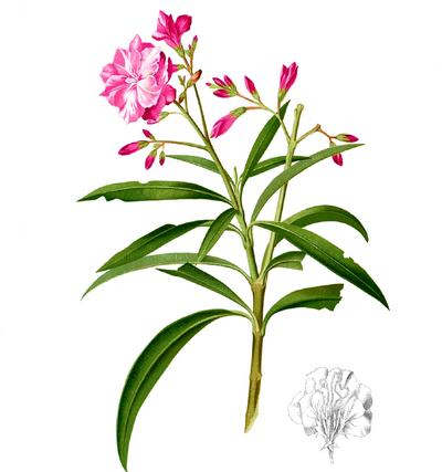 Олеандр обыкновенный – Nerium oleander L.
