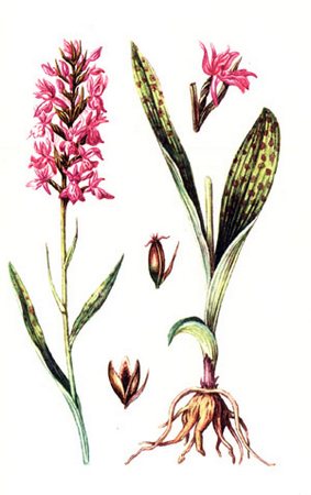 Ятрышник пятнистый – Салеп - Orchis maculata L.