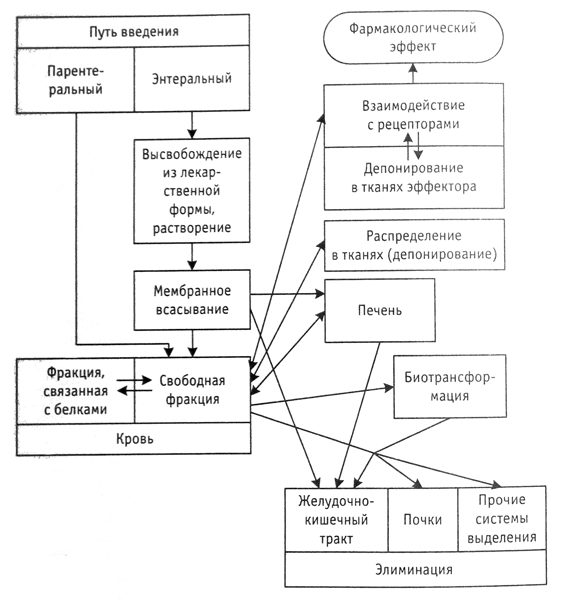 Схема основных этапов фармакокинетики лекарственных веществ в организме