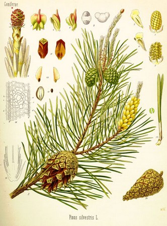 Сосна обыкновенная - Pinus sylvestris