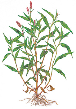 Горец почечуйный - Polygonum persicaria L.
