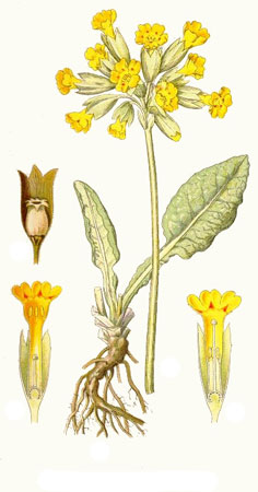 Первоцвет весенний - Primula veris