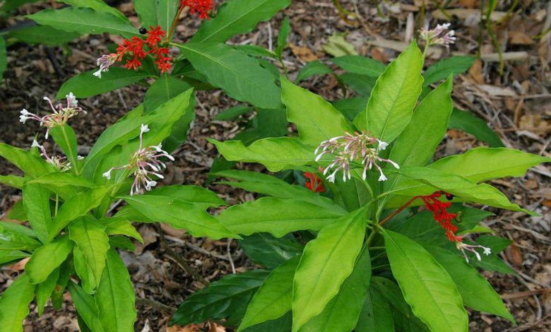 РАУВОЛЬФИЯ ЗМЕИНАЯ, Rauvolfia serpentina: leki, Dawkowanie i Administracji, Przeciwwskazania