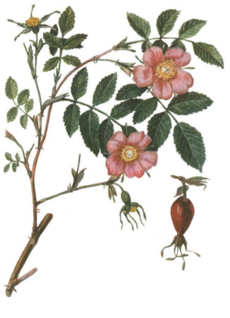 Шиповник коричный - Rosa cinnamomea L.