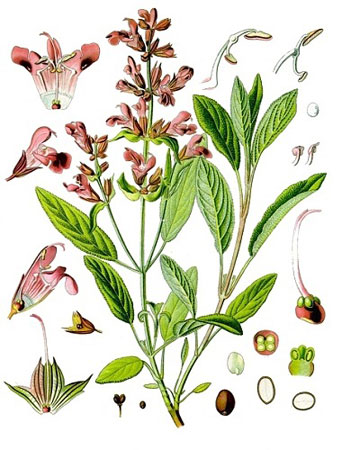 Шалфей лекарственный - Salvia officinalis
