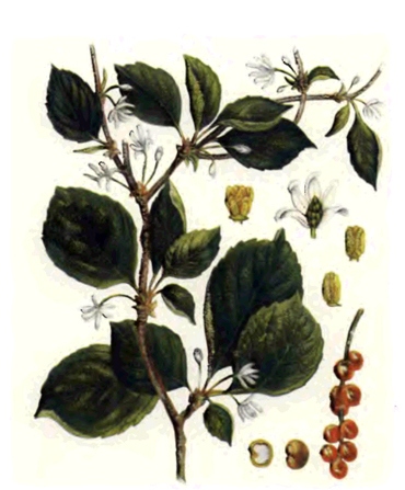 Лимонник китайский - Schisandra chinensis Baill.