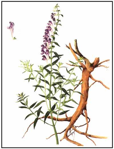 Шлемник байкальский - Scutellaria baicalensis