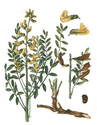 Софора толстоплодная - Sophora pachycarpa