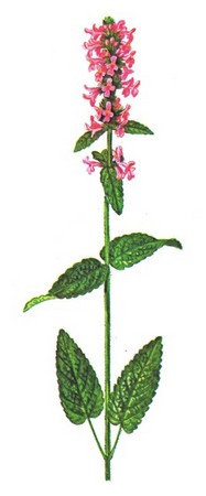 Чистец буквицецветный, лесной - Stachys betonicaeflora Rupr.
