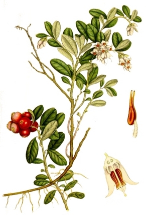 Брусника обыкновенная - Vaccinium vitisidaea L.