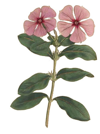 Барвинок розовый - Катарантус розовый - Vinca rosea