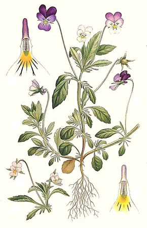 Фиалка трехцветная - Viola tricolor L.