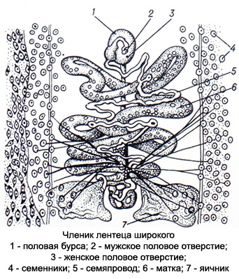 Лентец широкий - Diphyllobothrium latum - Членик лентеца широкого