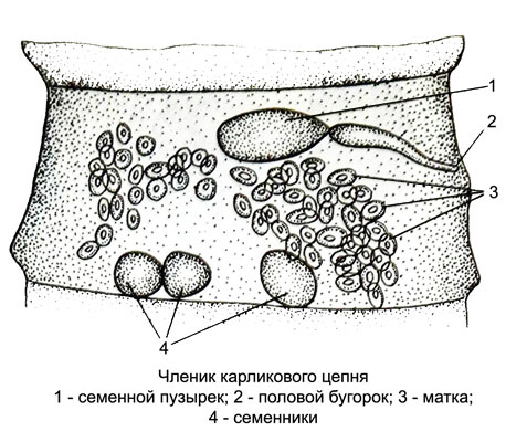 Карликовый цепень - членик - Hymenolepis nana