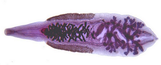 Клонорхис - Китайская двуустка - Clonorchis sinensis
