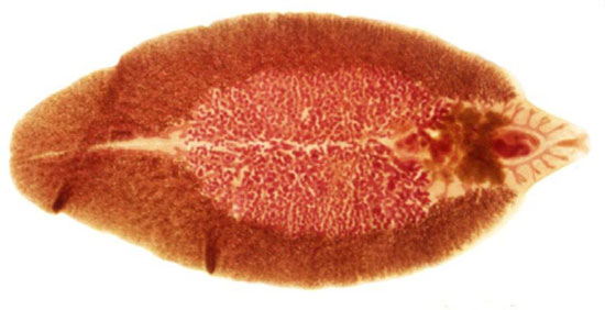 Печеночная двуустка - Fasciola hepatica - Гигантская двуустка - Fasciola gigantika