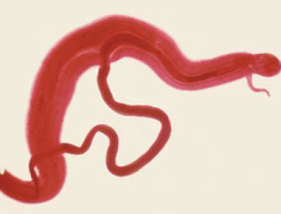 Шистосома японская - Schistosoma japonicum