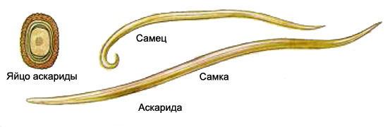 Аскарида - Ascaris lumbricoides