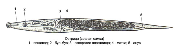 Острица - Enterobius vermicularis