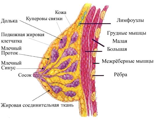 Структура и функции молочной железы