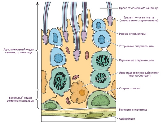 Сперматогенный эпителий яичка