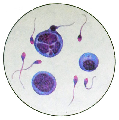 Первичные сперматоциты