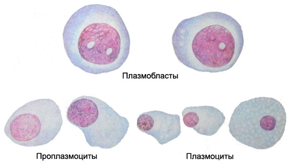 Плазматические клетки костного мозга - проплазмоцит, плазмоцит, плазмобласт
