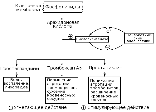 Схема образования тромбоксана А2 и простациклина