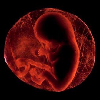 Эмбрион - 9-я неделя беременности