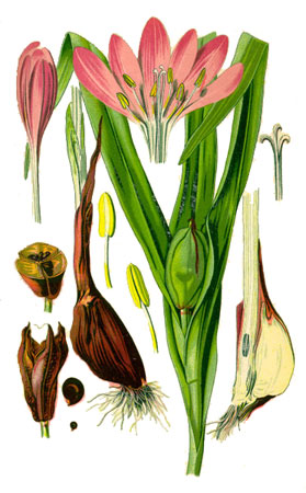Безвременник великолепный - Colchicum speciosum
