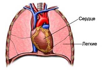 Пересадка сердца и легких - Трансплантация сердечно-легочного комплекса