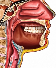 Полость рта после полной резекции языка