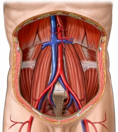 Главные артерии и вены брюшной полости
