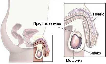 Мужская анатомия: член, яичко, мошонка, эпидидимис