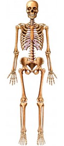 Кости тела