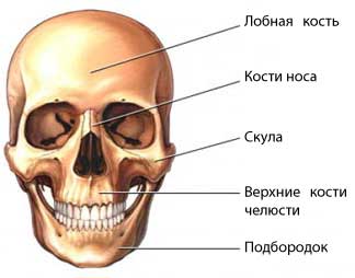Лицевые кости