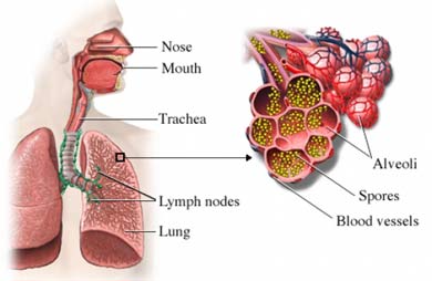 Попадание ботулотоксина в организм через дыхательные пути