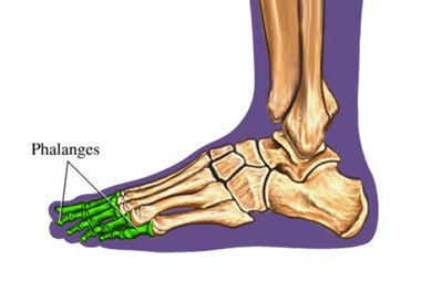 Фаланги пальцев ног