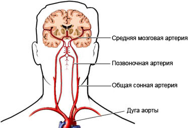Кровоснабжение мозга