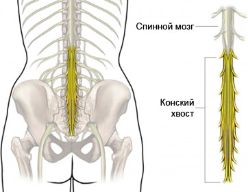 Конский хвост