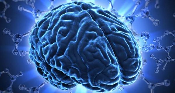 Brain - udseendet af hjernen