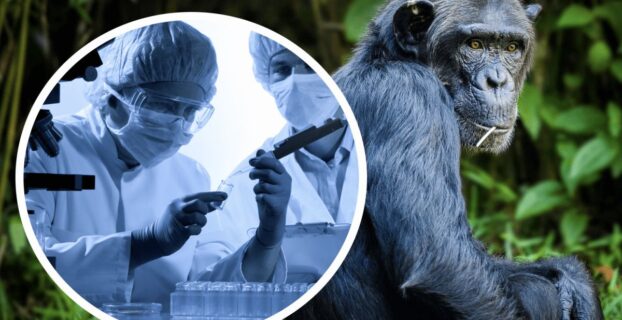 Бельгия ввела обязательный 21-дневный карантин для больных обезьяньей оспой