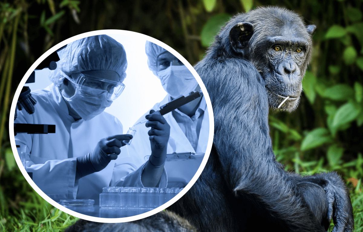 Belgien führt eine obligatorische 21-tägige Quarantäne für Affenpockenpatienten ein