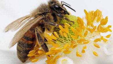 Apiterapi, behandling med biprodukter: hur man använder honung, propolis, bigift, pollen, pergu, under havet, Royal Jelly