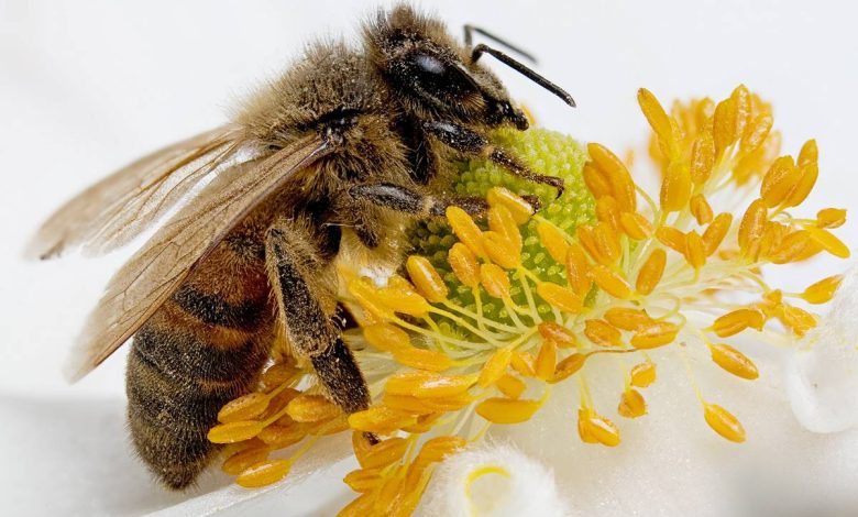 Apiterapi, pengobatan dengan produk lebah: cara menggunakan madu, propolis, racun lebah, serbuk sari, pergu, di bawah laut, Royal Jelly