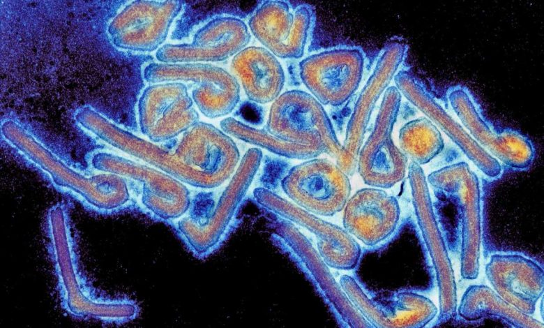 Симптомы и лечение вируса Марбург - В Гане зарегистрированы случаи смертельного вируса Марбург