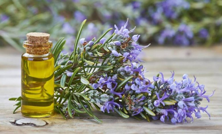 Minyak pati rosemary officinalis: resipi aplikasi , apa yang menyembuhkan